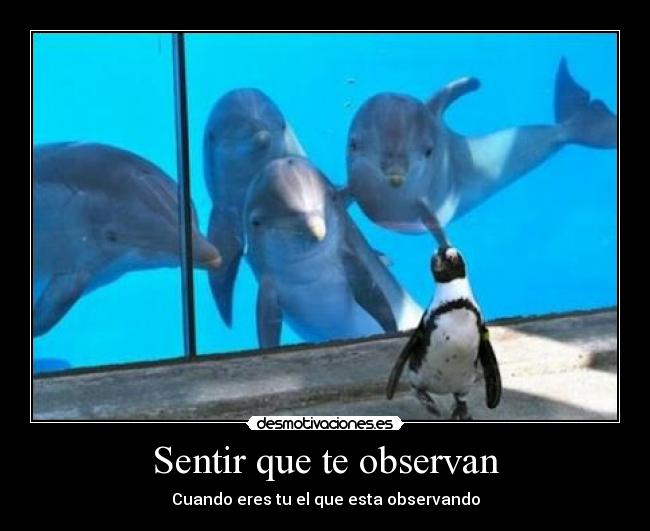 Sentir que te observan - 