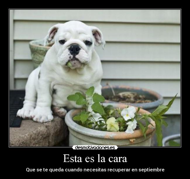 Esta es la cara - Que se te queda cuando necesitas recuperar en septiembre