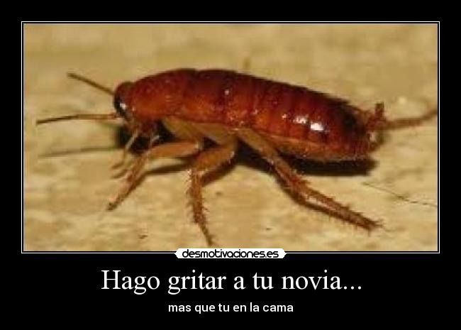 Hago gritar a tu novia... - mas que tu en la cama
