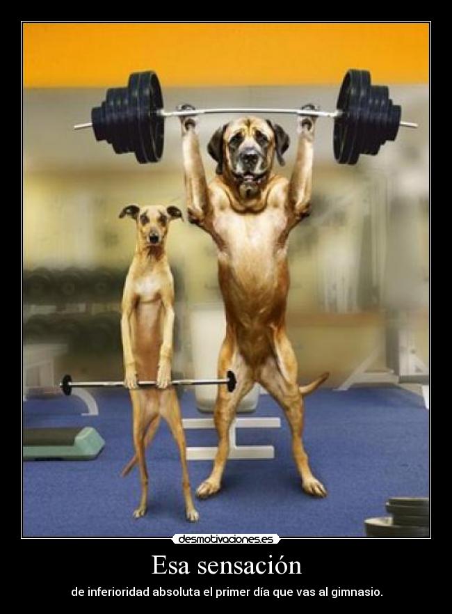 Esa sensación - de inferioridad absoluta el primer día que vas al gimnasio.