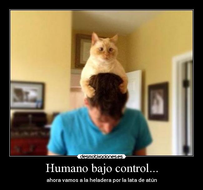 Humano bajo control... - ahora vamos a la heladera por la lata de atún