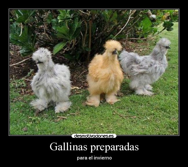 Gallinas preparadas - 