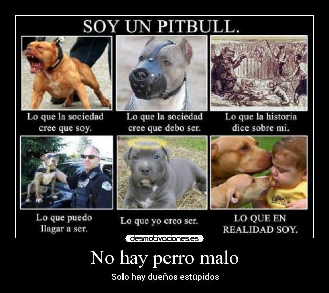 No hay perro malo -