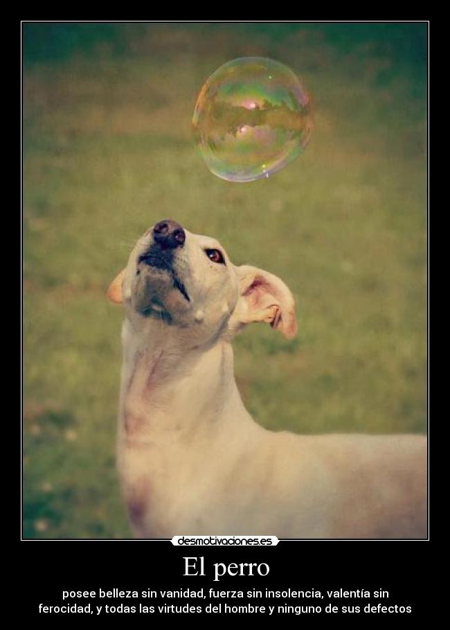 El perro - posee belleza sin vanidad, fuerza sin insolencia, valentía sin
ferocidad, y todas las virtudes del hombre y ninguno de sus defectos