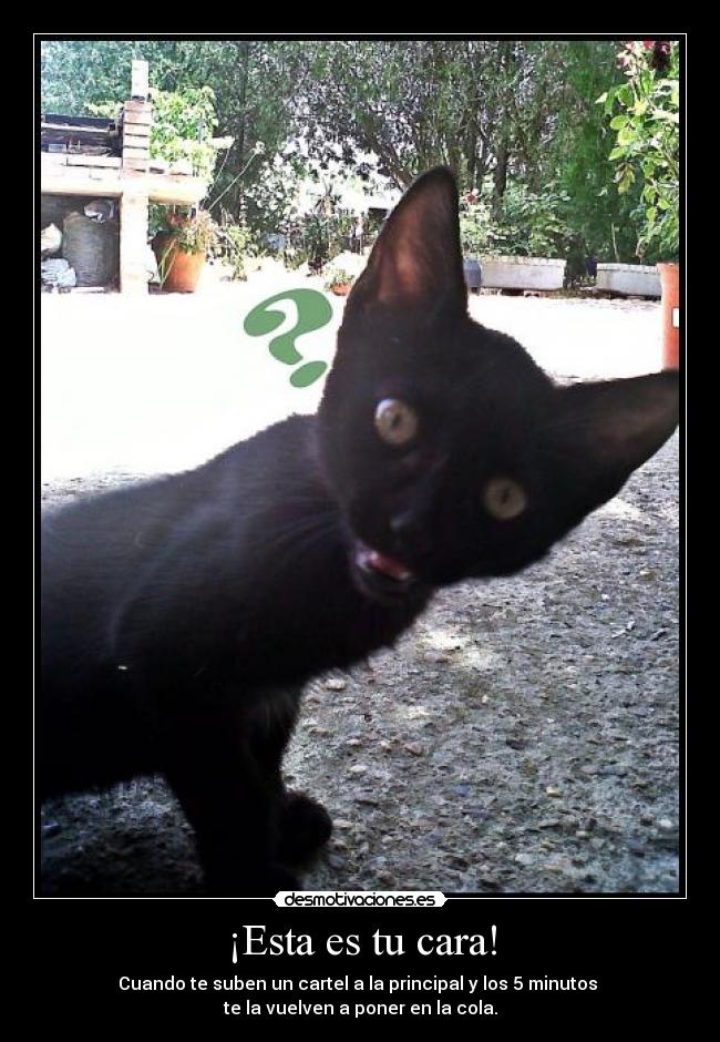 ¡Esta es tu cara! -