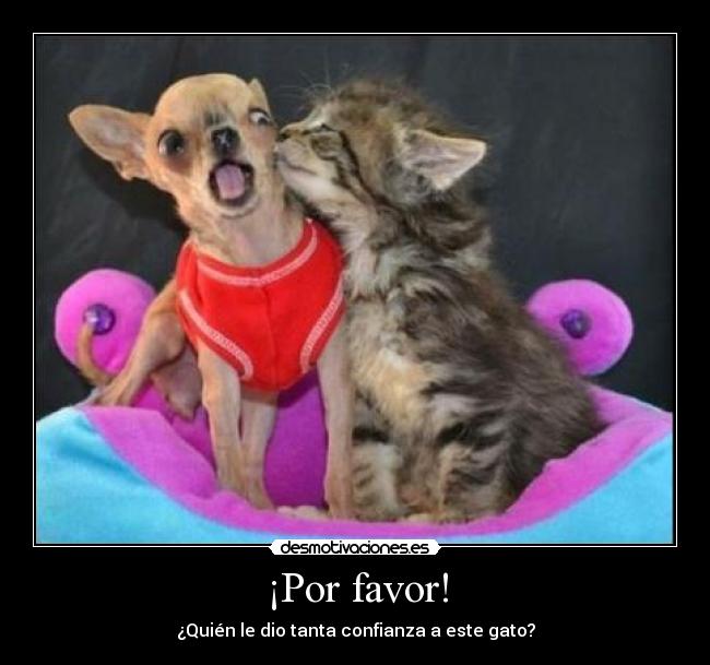 ¡Por favor! - ¿Quién le dio tanta confianza a este gato?
