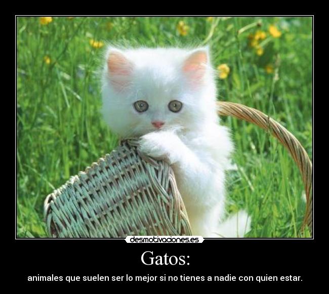 Gatos: -