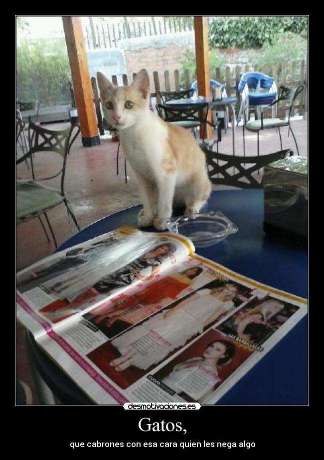 Gatos, -