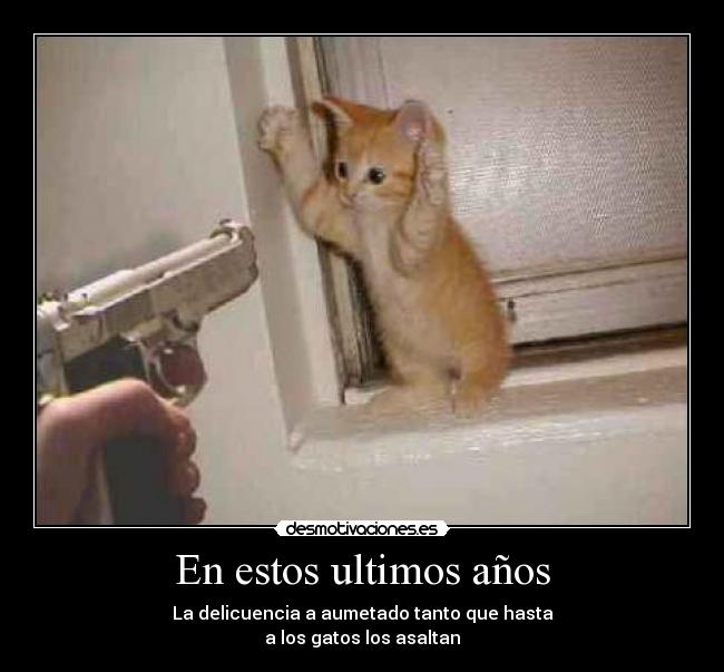 En estos ultimos años - La delicuencia a aumetado tanto que hasta
a los gatos los asaltan