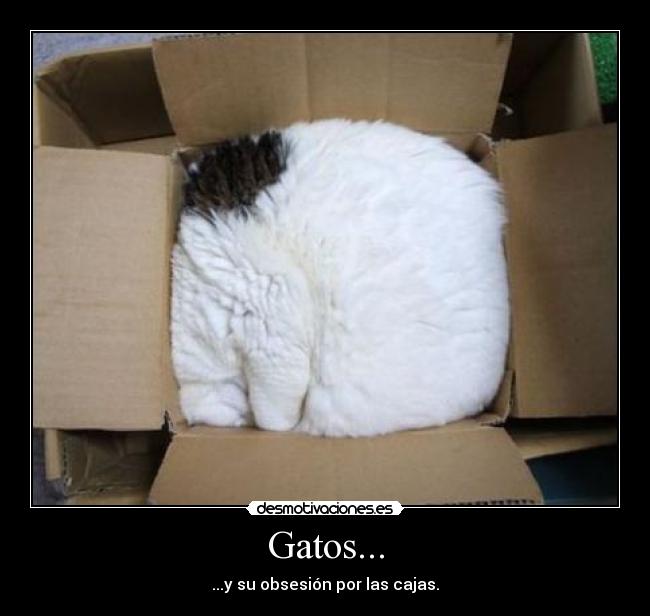 Gatos... - ...y su obsesión por las cajas.