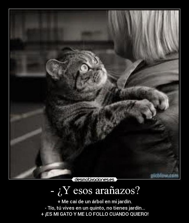 carteles lol gatosviolado desmotivaciones