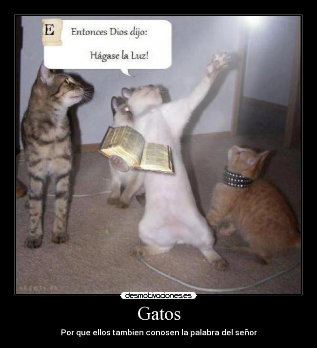 Gatos - Por que ellos tambien conosen la palabra del señor