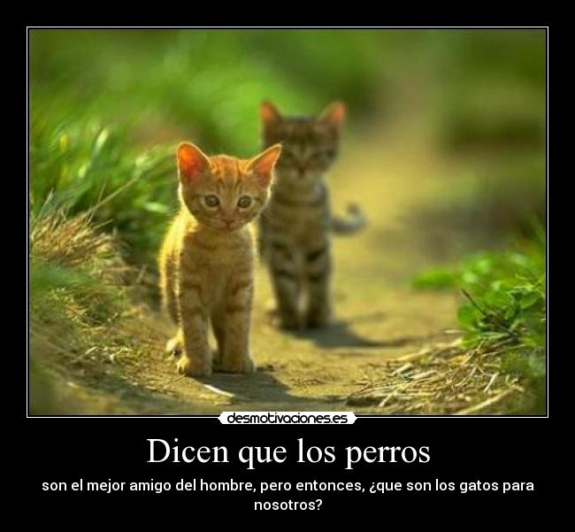Dicen que los perros - son el mejor amigo del hombre, pero entonces, ¿que son los gatos para nosotros?