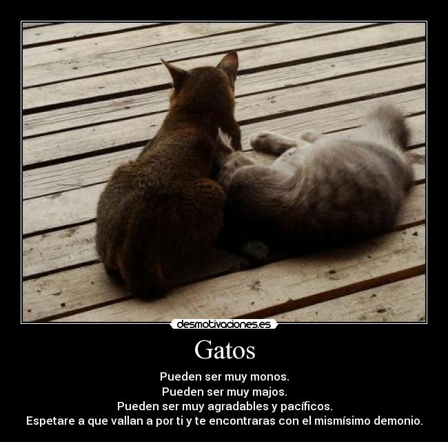 Gatos - 