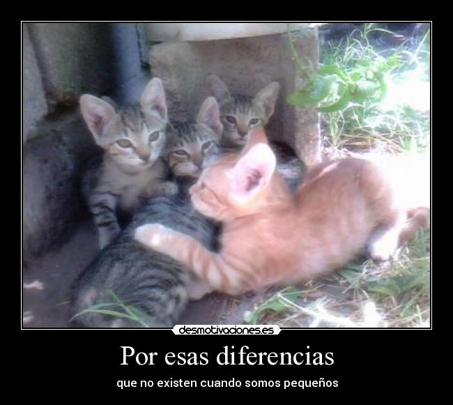 carteles gatos desmotivaciones