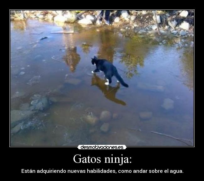 Gatos ninja: - Están adquiriendo nuevas habilidades, como andar sobre el agua.