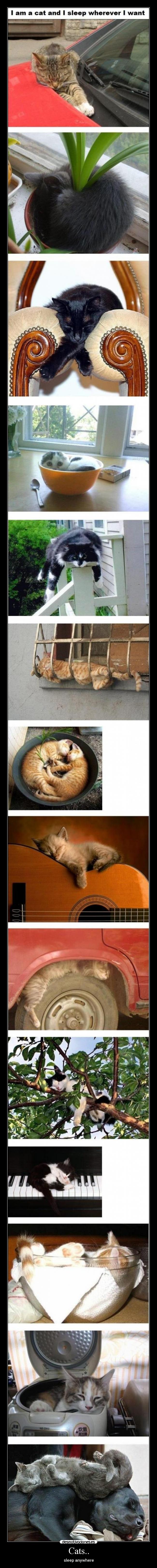 Cats.. - sleep anywhere