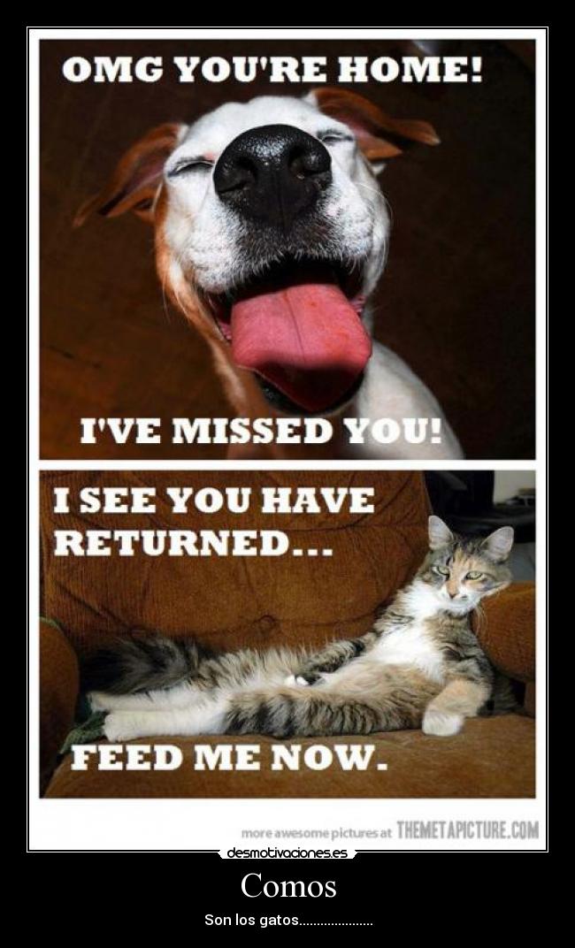 Comos - Son los gatos.....................