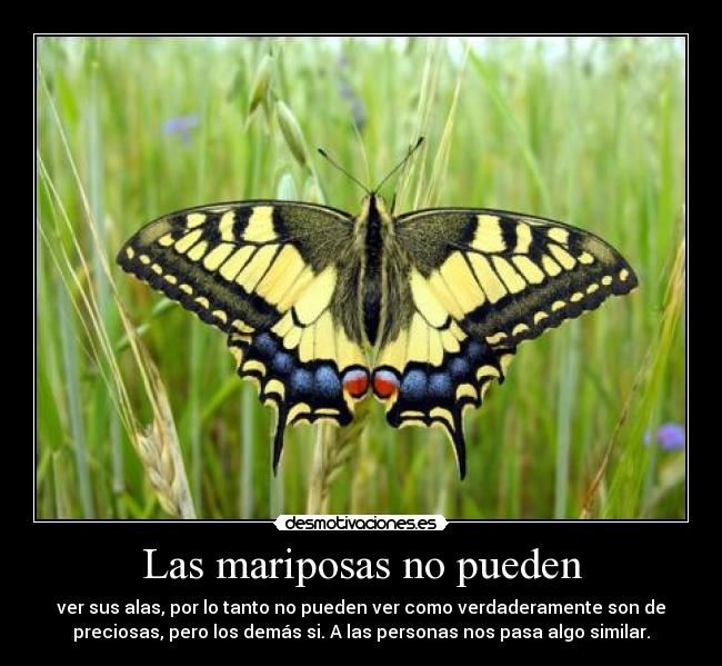 Las mariposas no pueden - 