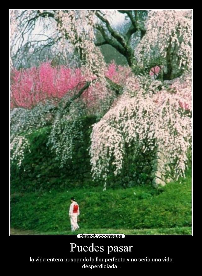 Puedes pasar - la vida entera buscando la flor perfecta y no seria una vida desperdiciada...