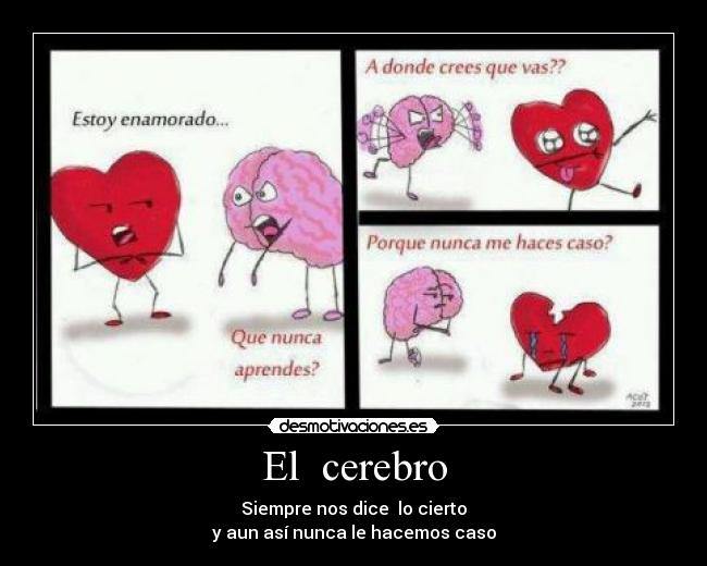 El cerebro - Siempre nos dice lo cierto
y aun así nunca le hacemos caso