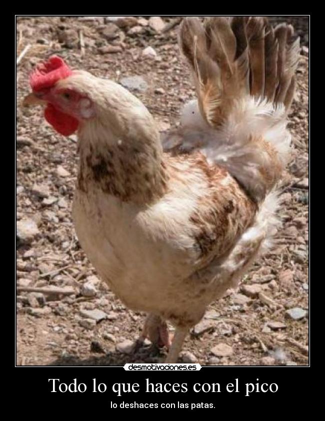 carteles como las gallinas gallinaceos desmotivaciones