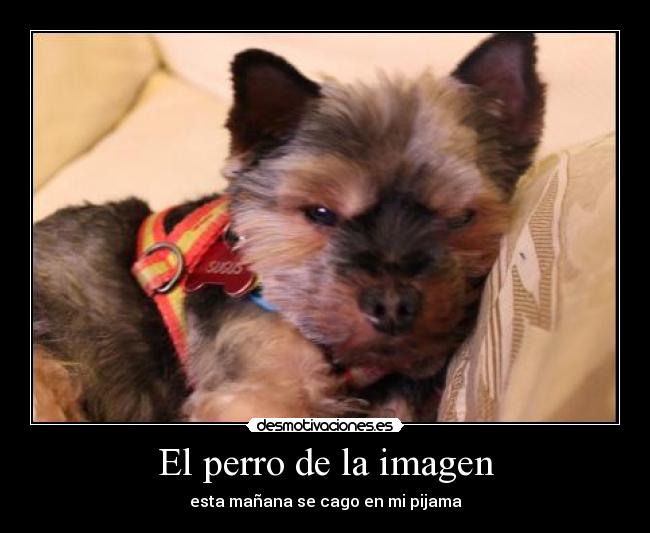 El perro de la imagen - 