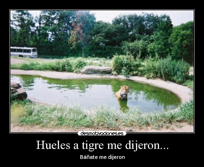 Hueles a tigre me dijeron... - 