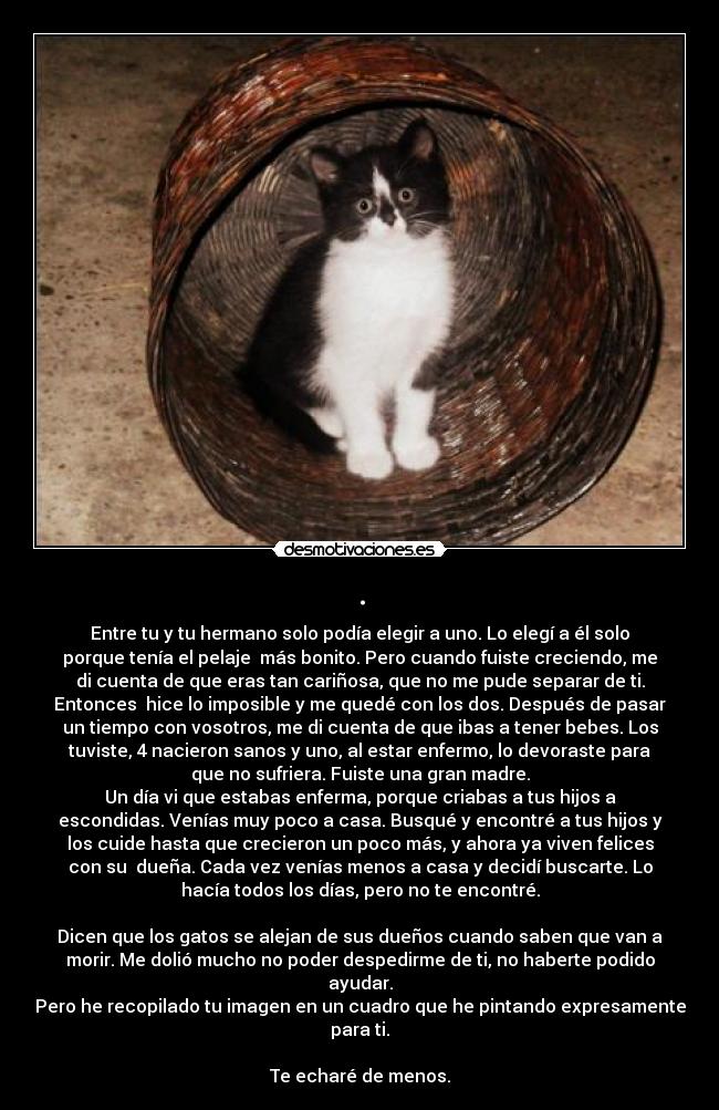 . - Entre tu y tu hermano solo podía elegir a uno. Lo elegí a él solo
porque tenía el pelaje  más bonito. Pero cuando fuiste creciendo, me
di cuenta de que eras tan cariñosa, que no me pude separar de ti.
Entonces  hice lo imposible y me quedé con los dos. Después de pasar
un tiempo con vosotros, me di cuenta de que ibas a tener bebes. Los
tuviste, 4 nacieron sanos y uno, al estar enfermo, lo devoraste para
que no sufriera. Fuiste una gran madre.
Un día vi que estabas enferma, porque criabas a tus hijos a
escondidas. Venías muy poco a casa. Busqué y encontré a tus hijos y
los cuide hasta que crecieron un poco más, y ahora ya viven felices
con su  dueña. Cada vez venías menos a casa y decidí buscarte. Lo
hacía todos los días, pero no te encontré.

Dicen que los gatos se alejan de sus dueños cuando saben que van a
morir. Me dolió mucho no poder despedirme de ti, no haberte podido
ayudar.
Pero he recopilado tu imagen en un cuadro que he pintando expresamente
para ti.

Te echaré de menos.
