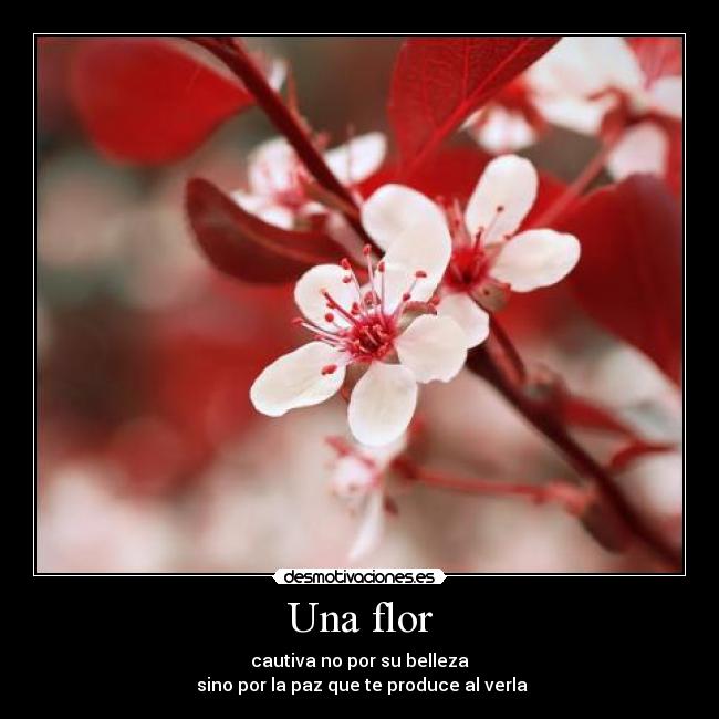 Una flor -