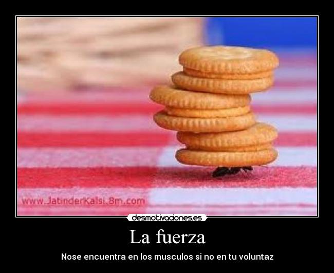 La fuerza - Nose encuentra en los musculos si no en tu voluntaz