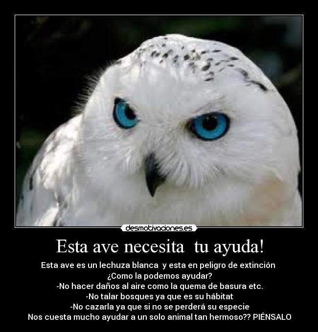carteles ayuda lechuza blanca desmotivaciones