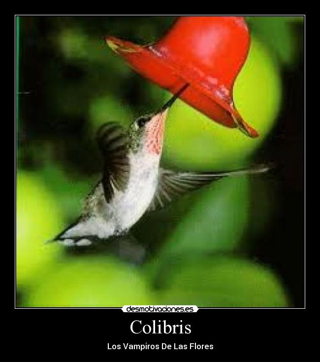 Colibris - Los Vampiros De Las Flores