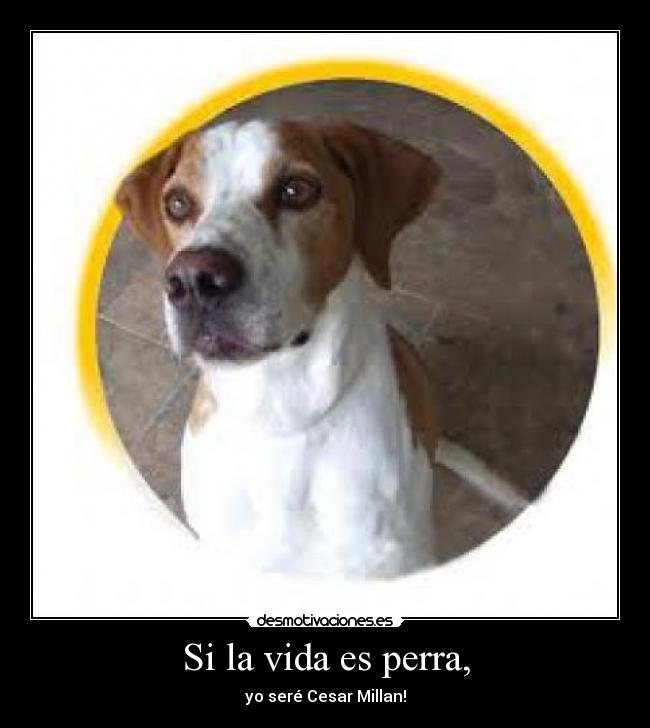 Si la vida es perra, - 