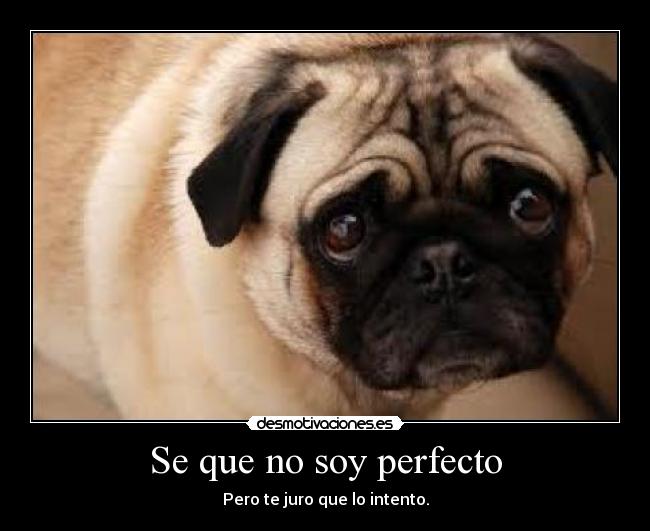 carteles tristeza soledad perfeccion perritos mejor desmotivaciones