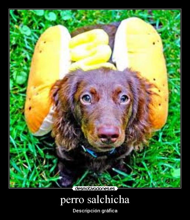 perro salchicha -