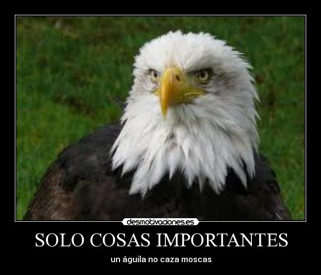 SOLO COSAS IMPORTANTES - un águila no caza moscas
