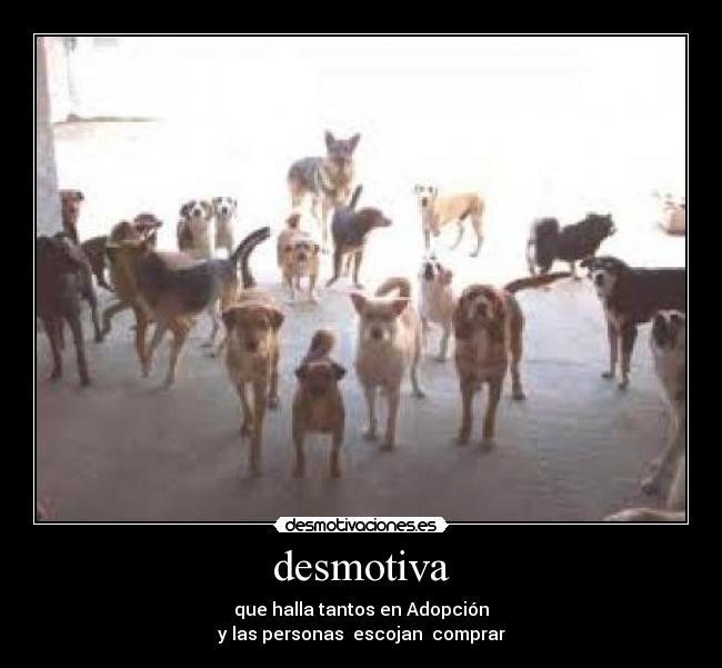 desmotiva - que halla tantos en Adopción
y las personas escojan comprar