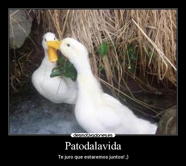 Patodalavida - Te juro que estaremos juntos! ;)
