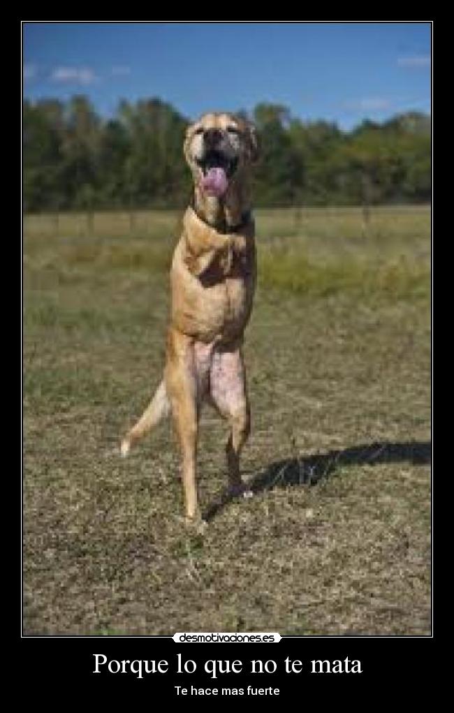 Porque lo que no te mata -
