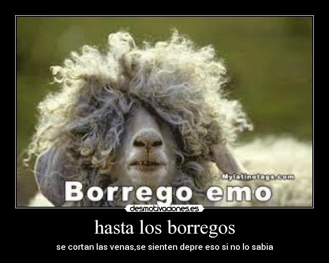 hasta los borregos -