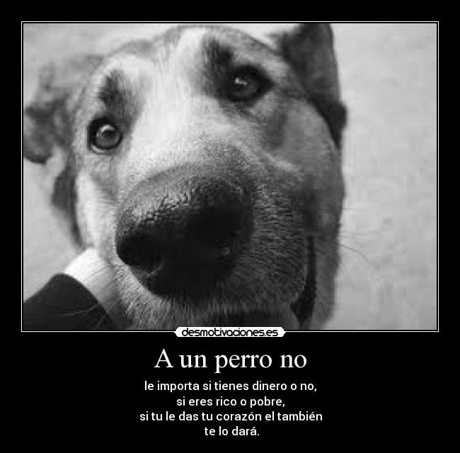 A un perro no - le importa si tienes dinero o no,
si eres rico o pobre,
si tu le das tu corazón el también
te lo dará.
