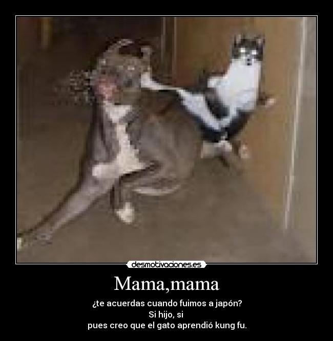 Mama,mama - ¿te acuerdas cuando fuimos a japón?
Si hijo, si 
pues creo que el gato aprendió kung fu.