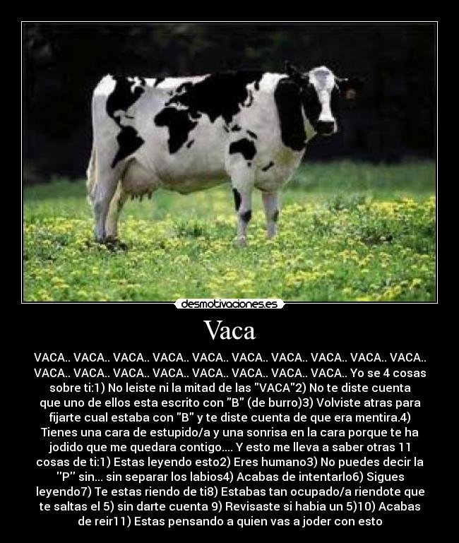 Vaca - 
