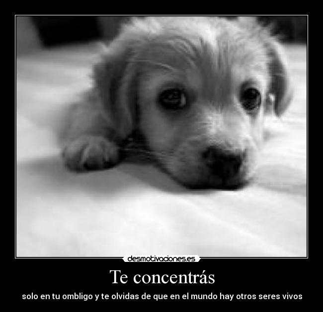 Te concentrás - solo en tu ombligo y te olvidas de que en el mundo hay otros seres vivos