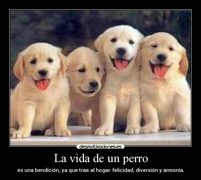 La vida de un perro -