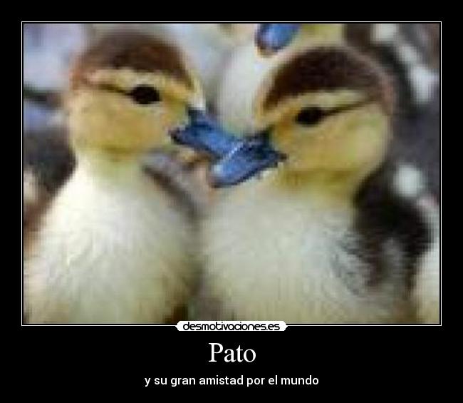 Pato - 