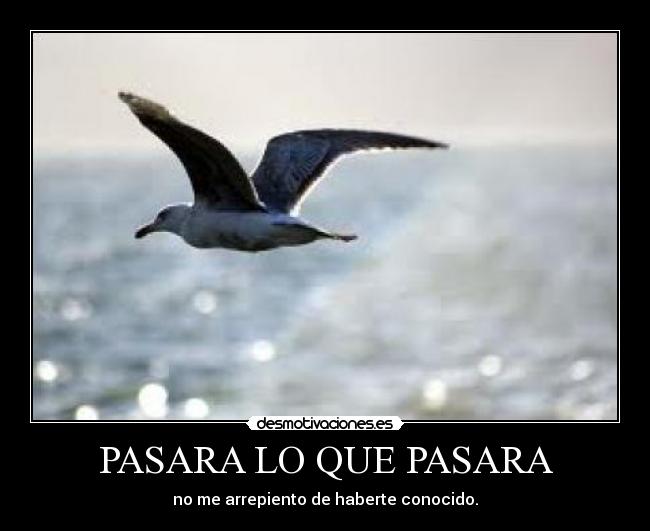 PASARA LO QUE PASARA - no me arrepiento de haberte conocido.