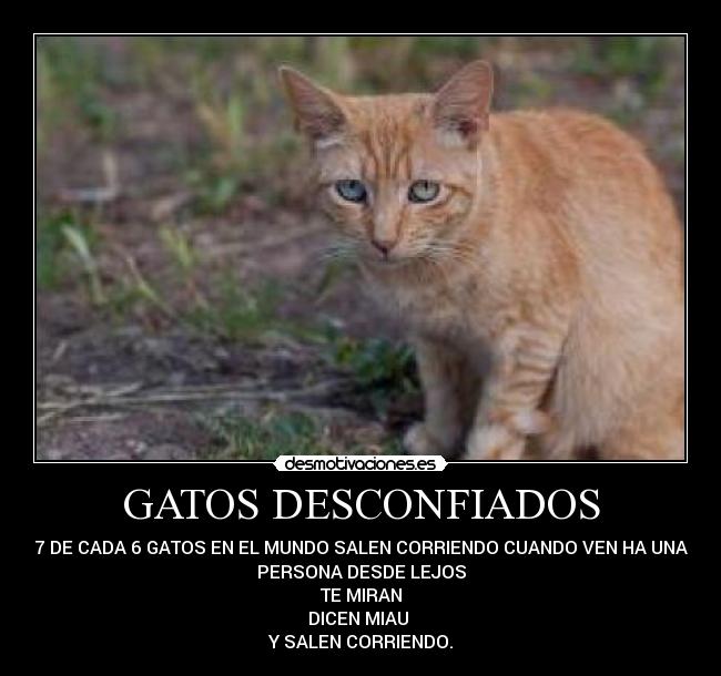 GATOS DESCONFIADOS - 7 DE CADA 6 GATOS EN EL MUNDO SALEN CORRIENDO CUANDO VEN HA UNA
PERSONA DESDE LEJOS
TE MIRAN
DICEN MIAU 
Y SALEN CORRIENDO.