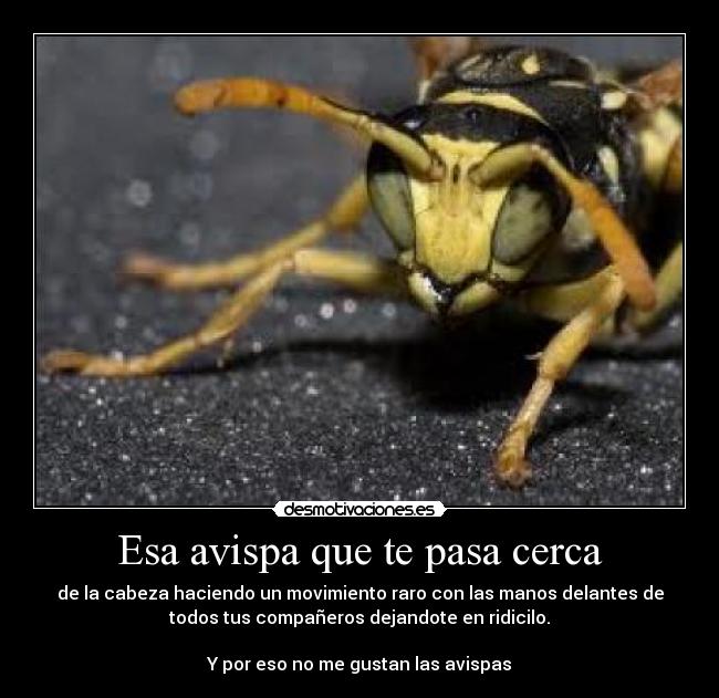 Esa avispa que te pasa cerca - de la cabeza haciendo un movimiento raro con las manos delantes de
todos tus compañeros dejandote en ridicilo.
Y por eso no me gustan las avispas